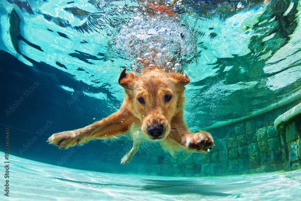 Hund taucht im Pool